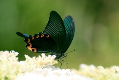 Swallowtail kelebek çiçek