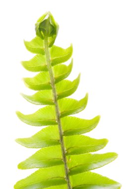 Fresh new leaf, green concept, clipart