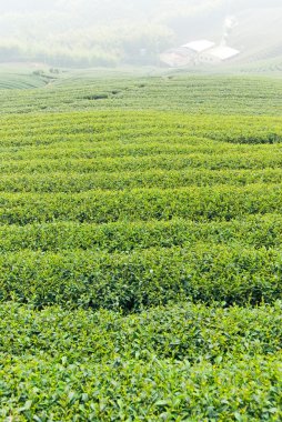 tepe üzerinde çay ağaçları