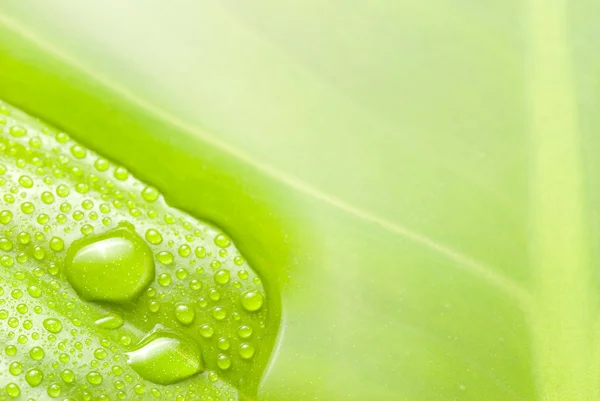 Superfície da água e folha verde — Fotografia de Stock