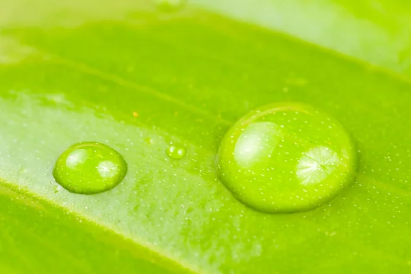 Φρέσκο δροσίζει σε πράσινο φύλλο — Φωτογραφία Αρχείου