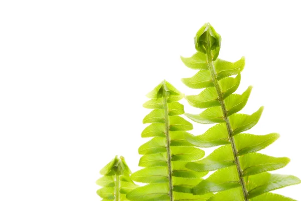 Φρέσκα νέα φύλλα σε μια σειρά, πράσινο έννοια — Φωτογραφία Αρχείου