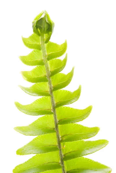 Świeże nowa koncepcja liść zielony, — Zdjęcie stockowe