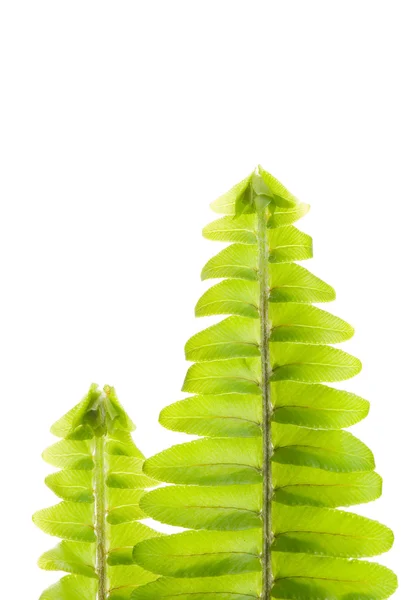 Świeże nowa koncepcja liść zielony, — Zdjęcie stockowe