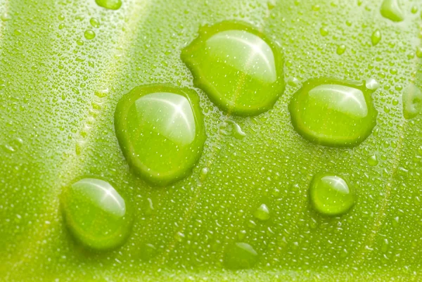 Fresh dews on green leaf