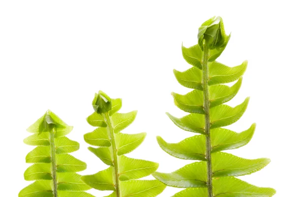 Fresh new leaf in a row, green concept — Stock Photo, Image