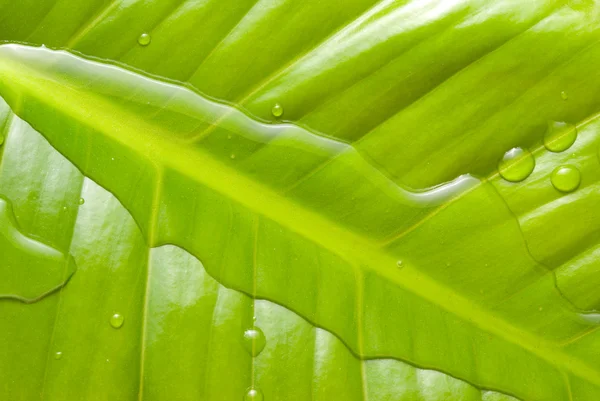Water surface and green leaf — Stock Photo, Image