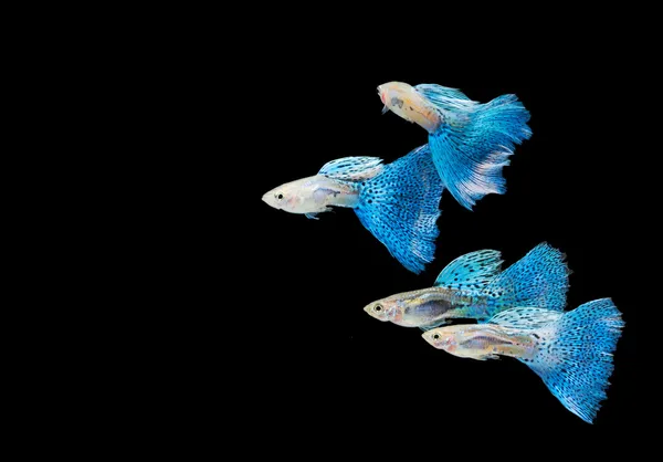Swimming blue guppy, tropical fish pet — Stock Photo, Image