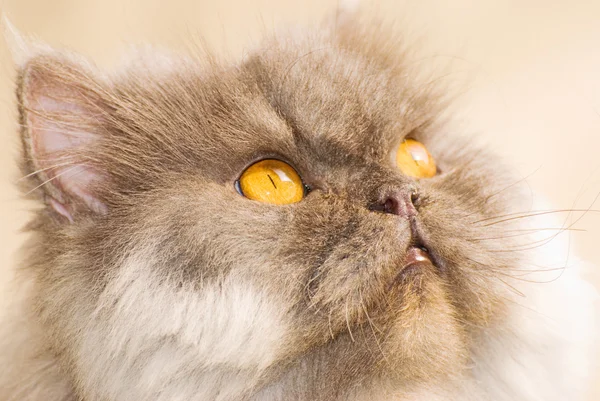 Concentraat kat — Stockfoto