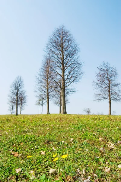 Little floewrs and Bald trees on plain — Stock Photo, Image