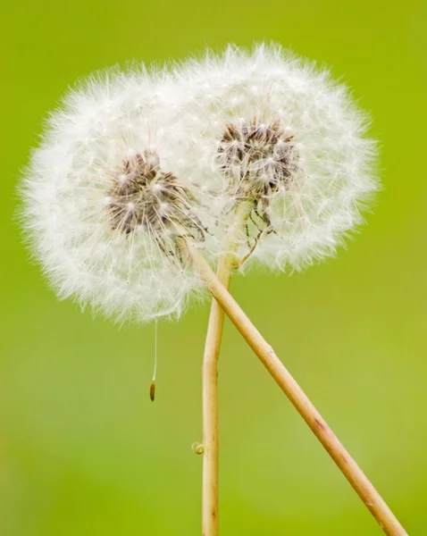 Hug of dandelion — Stock Photo, Image