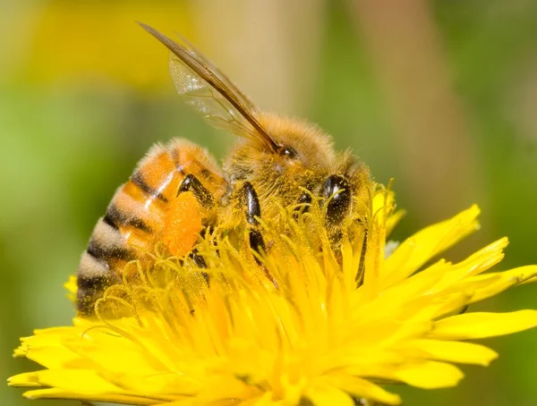 Dolgozó méh — Stock Fotó