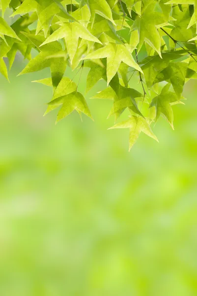 Νεογέννητο πράσινα φύλλα — Φωτογραφία Αρχείου