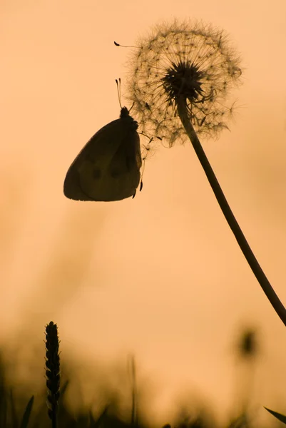 Butterfly and dandelion — Stock Photo, Image