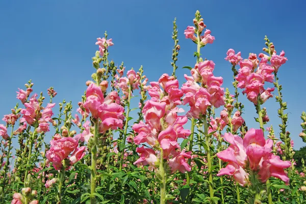Snapdragon, pink flowers — Stock Photo, Image
