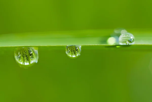 Droppar på färska gröna blad — Stockfoto