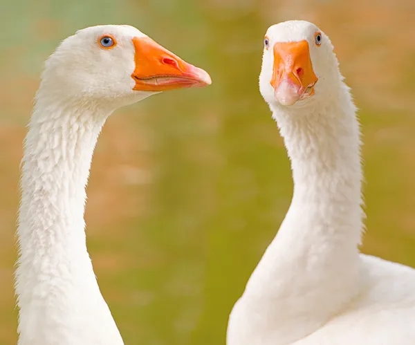 Two geese portrait — Stock Photo, Image