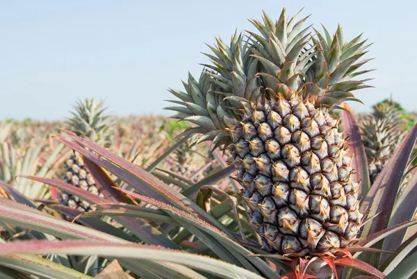 stock image Pineapple, tropical fruit