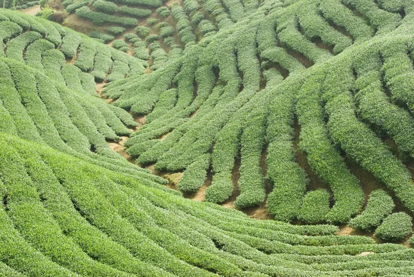 Tea trees on hill — Stock Photo, Image