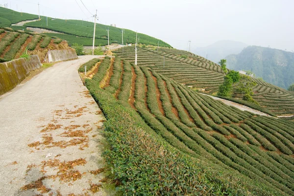 Árboles de té en la colina — Foto de Stock