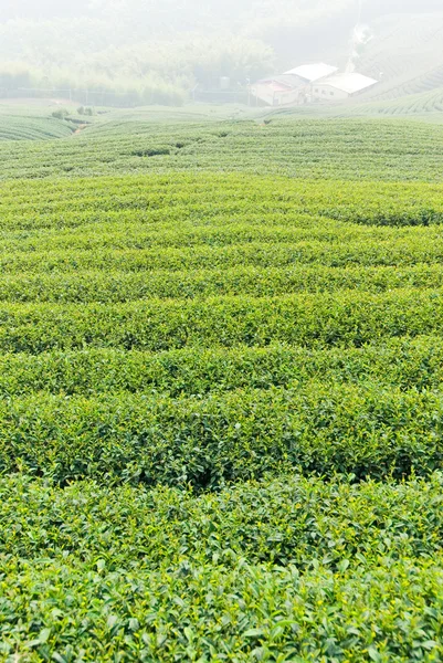 Árboles de té en la colina —  Fotos de Stock