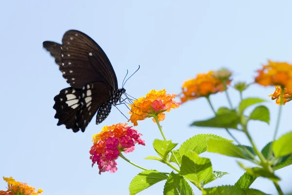 Güzel swallowtail kelebek uçan — Stok fotoğraf