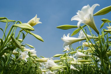 White lily clipart