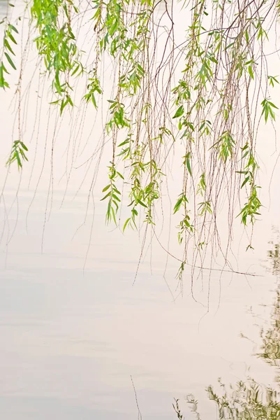 Green willow and lake — Stock Photo, Image