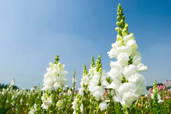 Fleurs Snapdragon blanches sous le ciel bleu — Photo