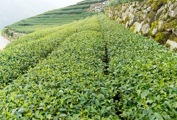 Árboles de té — Foto de Stock