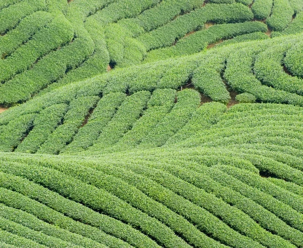 複雑な地形とお茶の木 — ストック写真