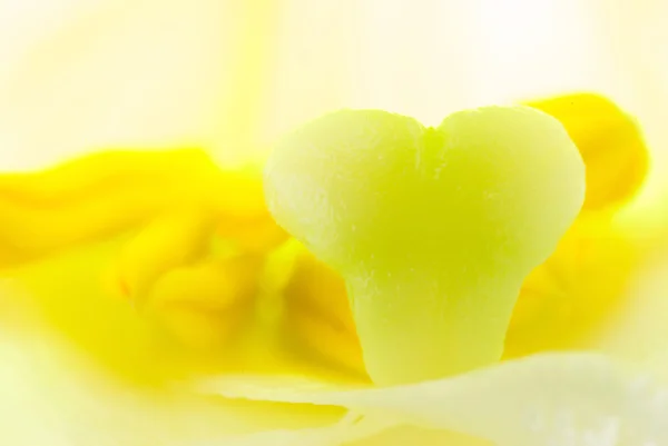 Εσωτερικό του κρίνο λευκό λουλούδι — 图库照片