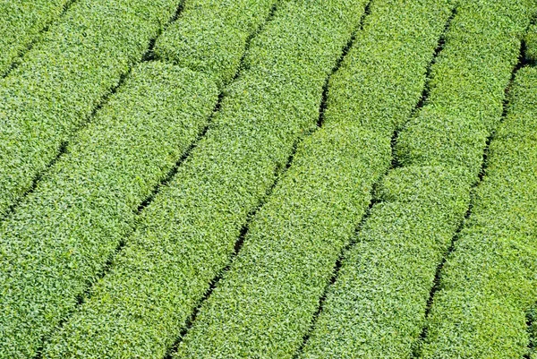 Alberi da tè in fila — Foto Stock