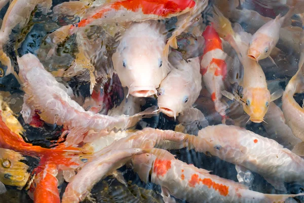 Цветные рыбы в прозрачной воде — стоковое фото
