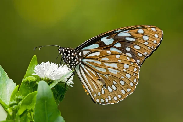 Milkweed motyl — Zdjęcie stockowe