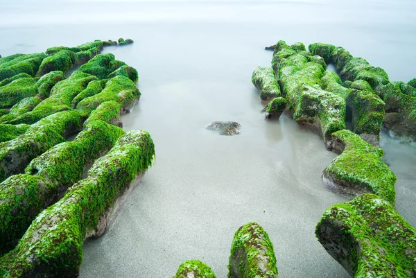 Rotsachtige Zeekust vol groene zeewier — Stockfoto