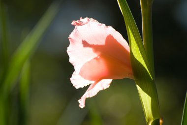 Gladiolus, a sword-leaved cymbidium clipart