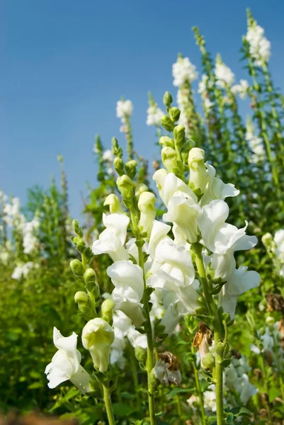 Beyaz snapdragon çiçekler mavi gökyüzü altında — Stok fotoğraf