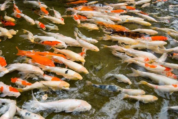 Цветные рыбы плавают . — стоковое фото