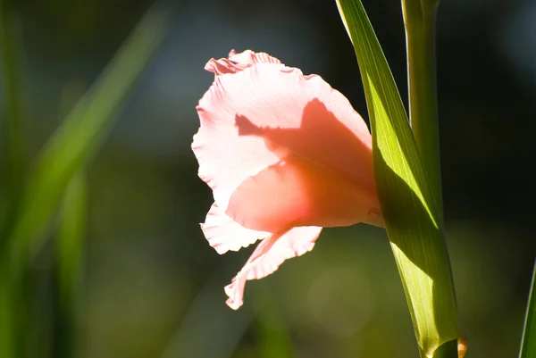 Gladiolus, um cymbidium de folhas de espada — Fotografia de Stock