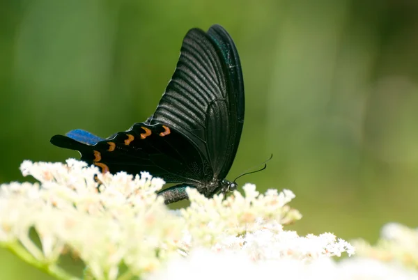 Ovocný motýl na květu — Stock fotografie