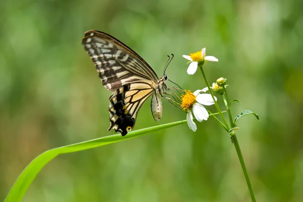 飛んで美しいアゲハチョウ — ストック写真