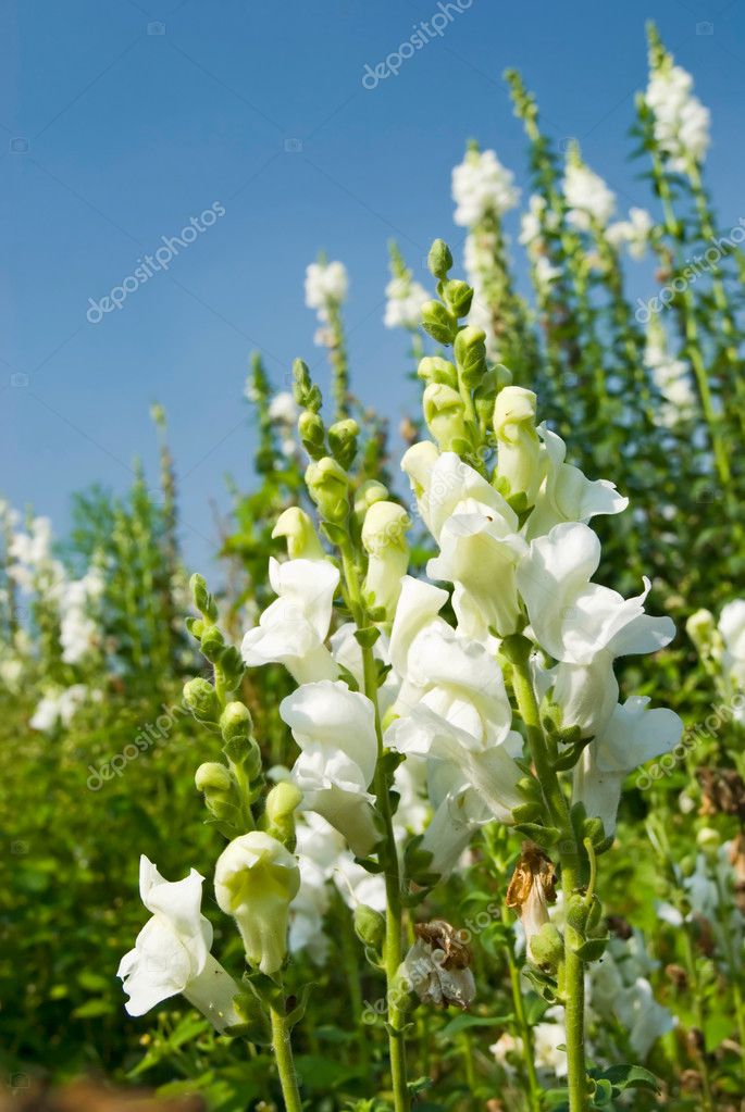 White Snapdragon flowers under blue sky — Stock Photo © Ansonde 2569476