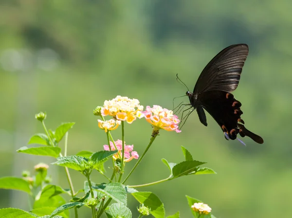 Duże swallowtail motyl pływające — Zdjęcie stockowe