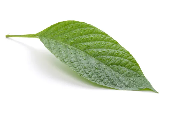 Odizolowany zielony liść — Zdjęcie stockowe