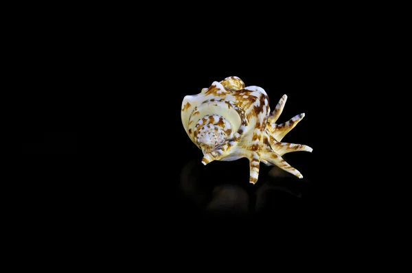 海蜗牛 — 图库照片