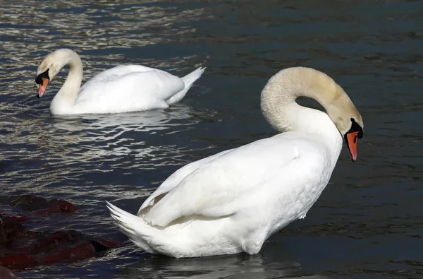 Swan pair — Stock Photo, Image