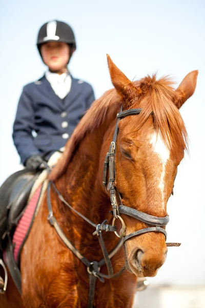 Paard en jockey springen — Stockfoto