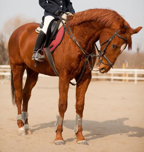 Salto de cavalo e jóquei — Fotografia de Stock