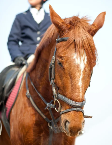 Pferd und Jockey springen — Stockfoto